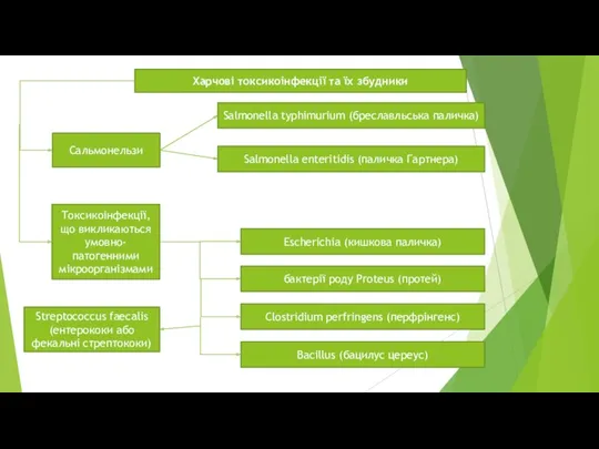 Харчові токсикоінфекції та їх збудники Сальмонельзи Токсикоінфекції, що викликаються умовно-патогенними