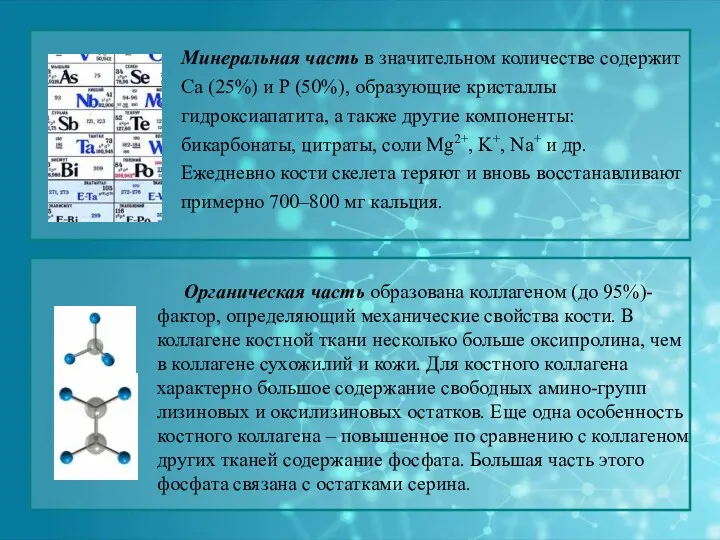 Органическая часть образована коллагеном (до 95%)- фактор, определяющий механические свойства