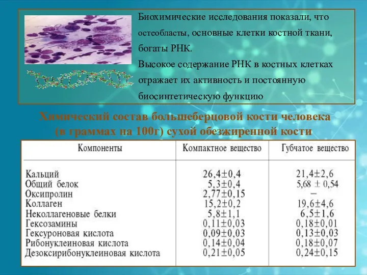 Биохимические исследования показали, что остеобласты, основные клетки костной ткани, богаты