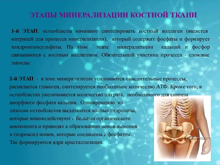 ЭТАПЫ МИНЕРАЛИЗАЦИИ КОСТНОЙ ТКАНИ 1-й ЭТАП: остеобласты начинают синтезировать костный