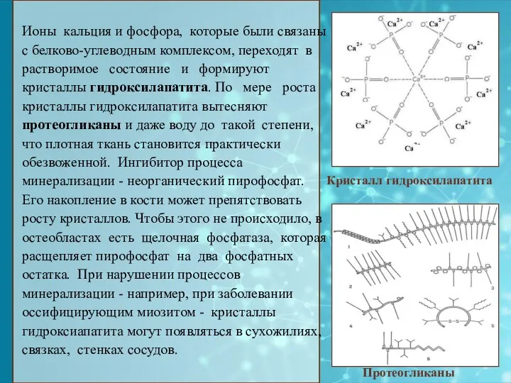 Ионы кальция и фосфора, которые были связаны с белково-углеводным комплексом,