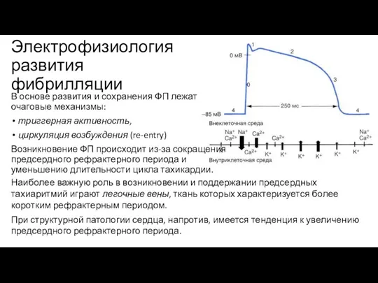 Электрофизиология развития фибрилляции В основе развития и сохранения ФП лежат