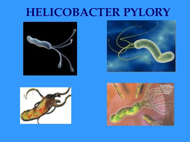 HELICOBACTER PYLORY