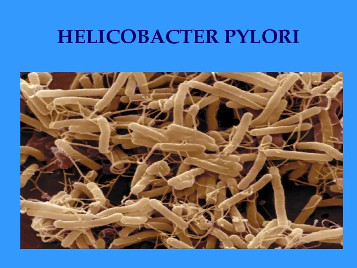 HELICOBACTER PYLORI