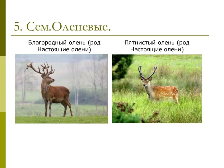 5. Сем.Оленевые. Благородный олень (род Настоящие олени) Пятнистый олень (род Настоящие олени)