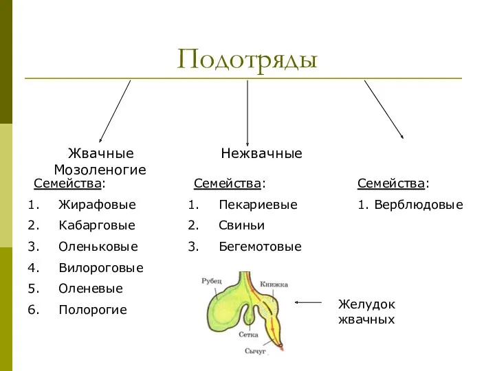 Подотряды Жвачные Нежвачные Мозоленогие Семейства: Пекариевые Свиньи Бегемотовые Семейства: Жирафовые