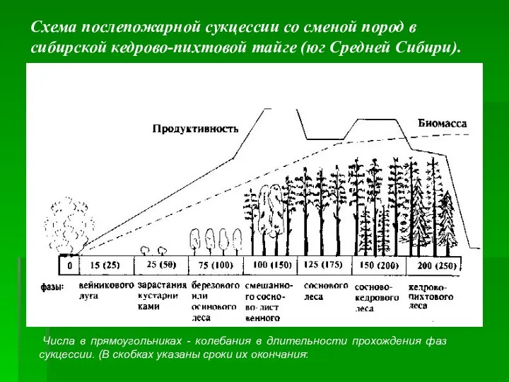 Схема послепожарной сукцессии со сменой пород в сибирской кедрово-пихтовой тайге (юг Средней Сибири).