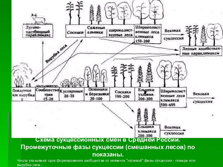 Схема сукцессионных смен в Средней России. Промежуточные фазы сукцессии (смешанных