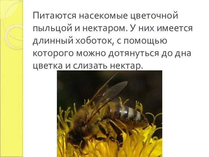 Питаются насекомые цветочной пыльцой и нектаром. У них имеется длинный хоботок, с помощью
