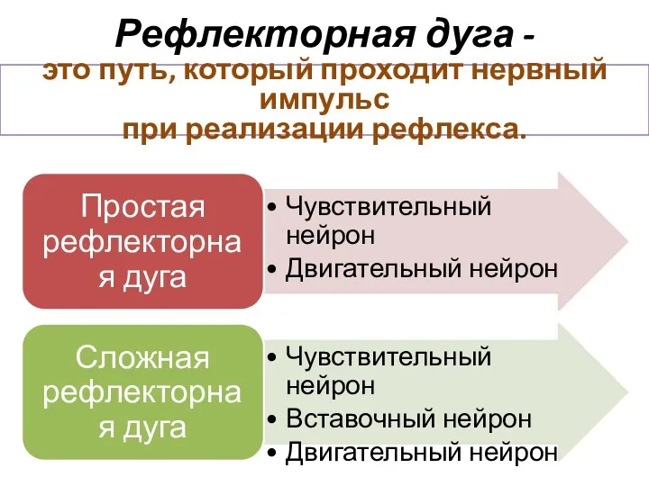 Рефлекторная дуга - это путь, который проходит нервный импульс при реализации рефлекса.