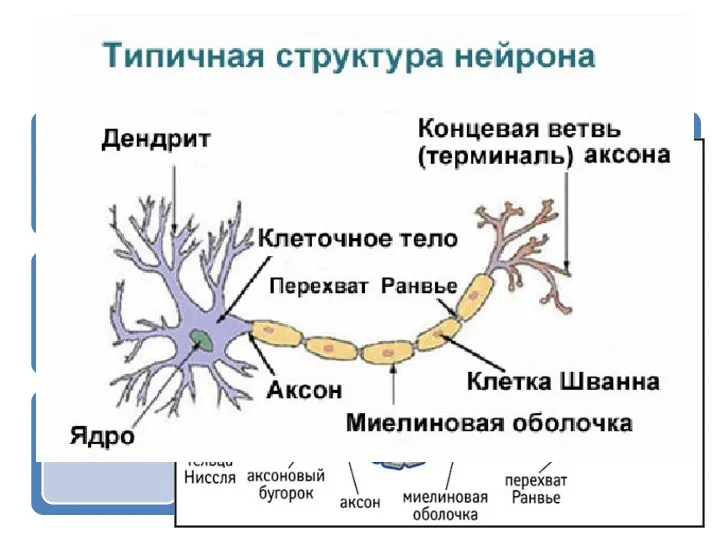 Типы нейронов по функциям