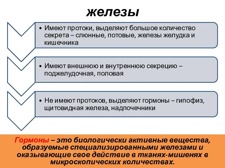 железы Гормоны – это биологически активные вещества, образуемые специализированными железами