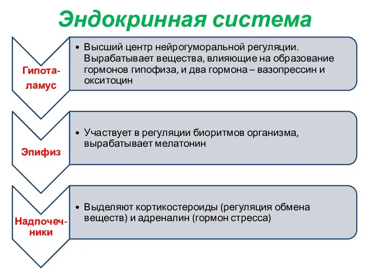 Эндокринная система