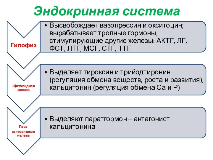 Эндокринная система