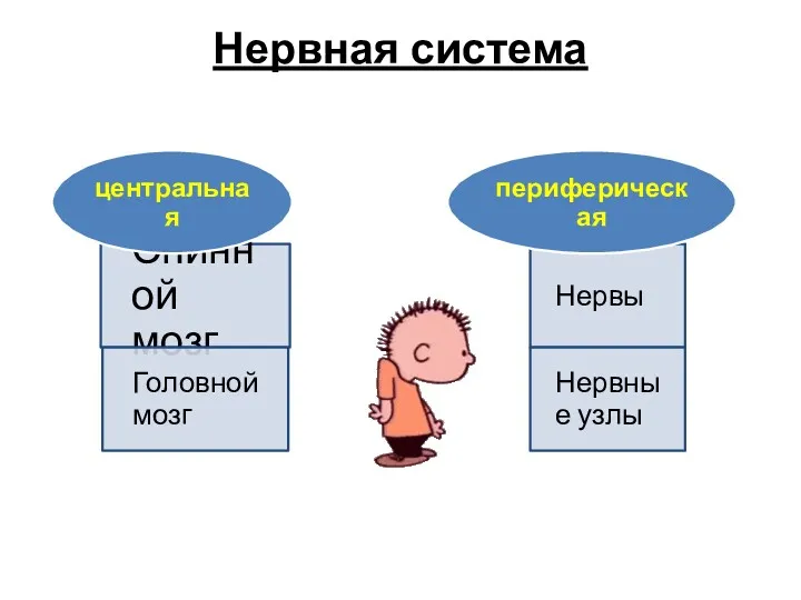 Нервная система