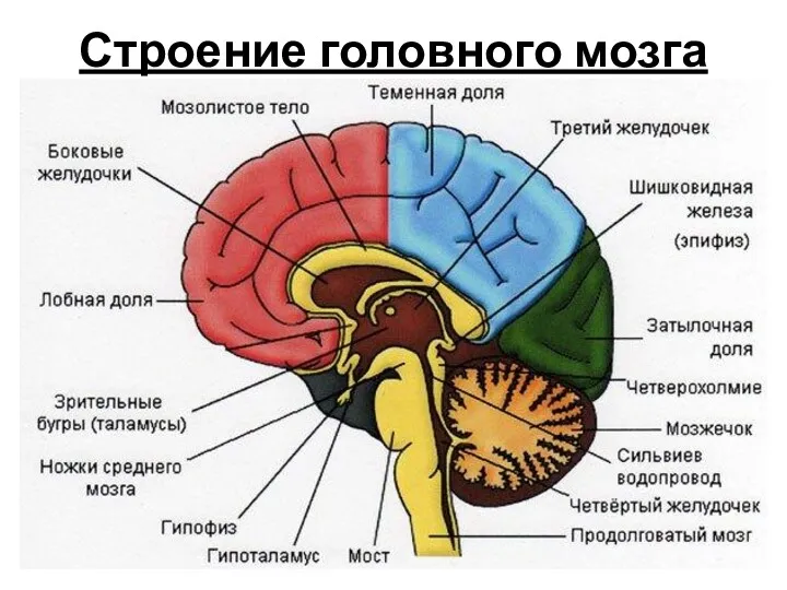 Строение головного мозга