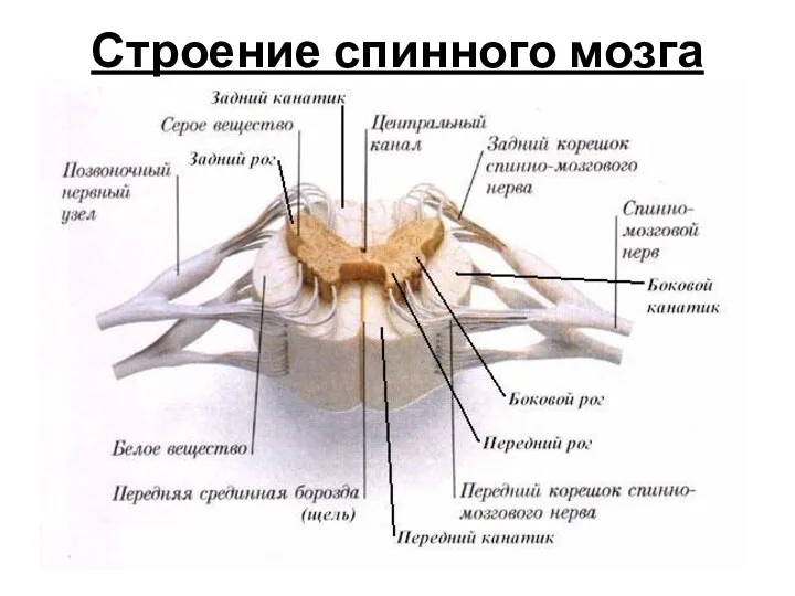 Строение спинного мозга