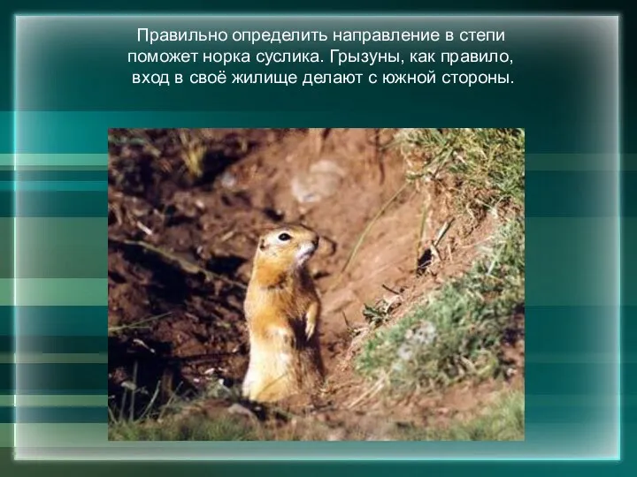 Правильно определить направление в степи поможет норка суслика. Грызуны, как