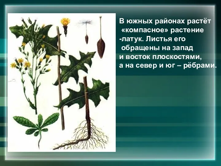 В южных районах растёт «компасное» растение -латук. Листья его обращены