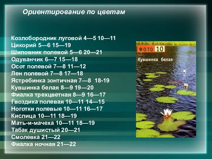 Козлобородник луговой 4—5 10—11 Цикорий 5—6 15—19 Шиповник полевой 5—6