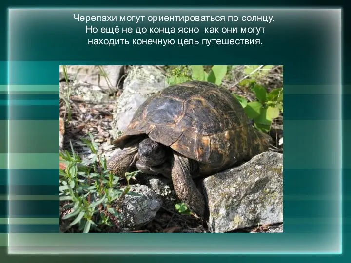 Черепахи могут ориентироваться по солнцу. Но ещё не до конца