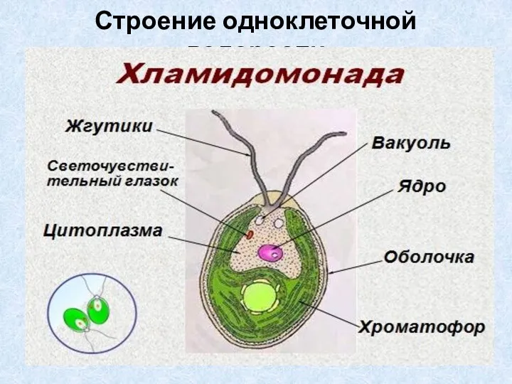 Строение одноклеточной водоросли