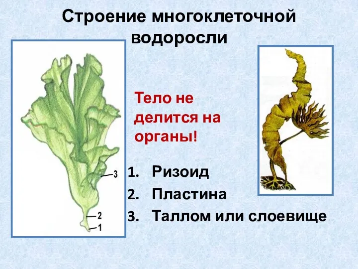 Строение многоклеточной водоросли Ризоид Пластина Таллом или слоевище Тело не делится на органы!