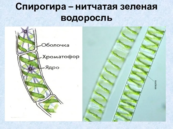 Спирогира – нитчатая зеленая водоросль