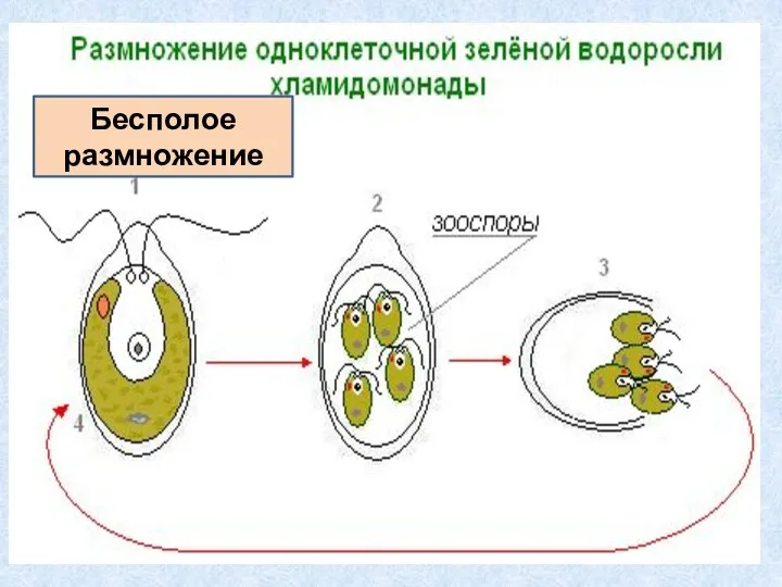 Бесполое размножение