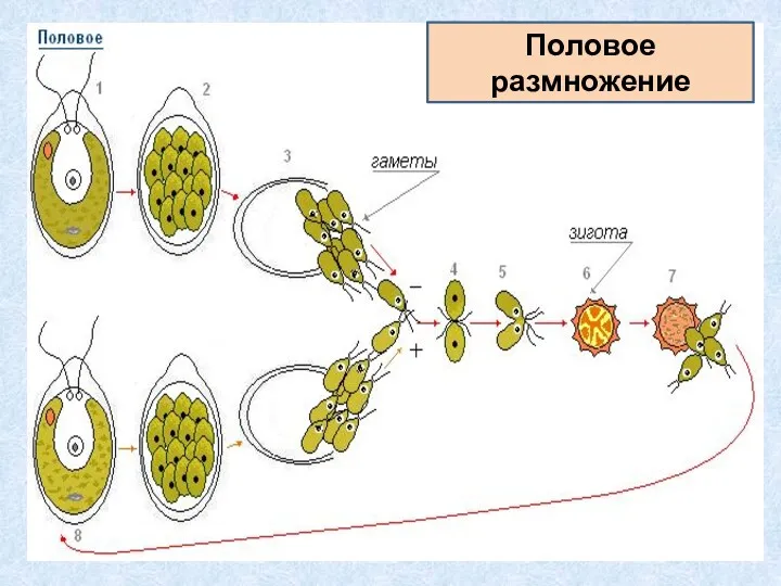 Половое размножение