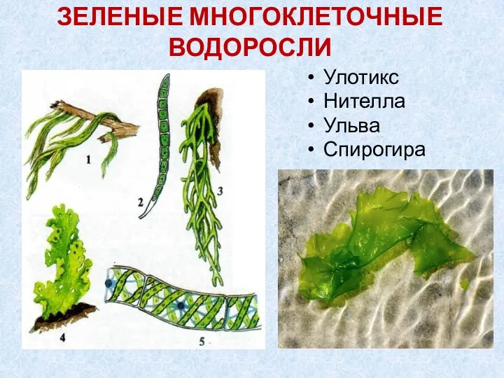 ЗЕЛЕНЫЕ МНОГОКЛЕТОЧНЫЕ ВОДОРОСЛИ Улотикс Нителла Ульва Спирогира