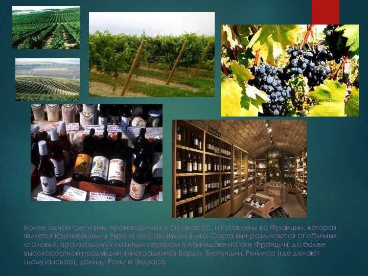 Более одной трети вин, производимых в странах ЕС, изготовлены во