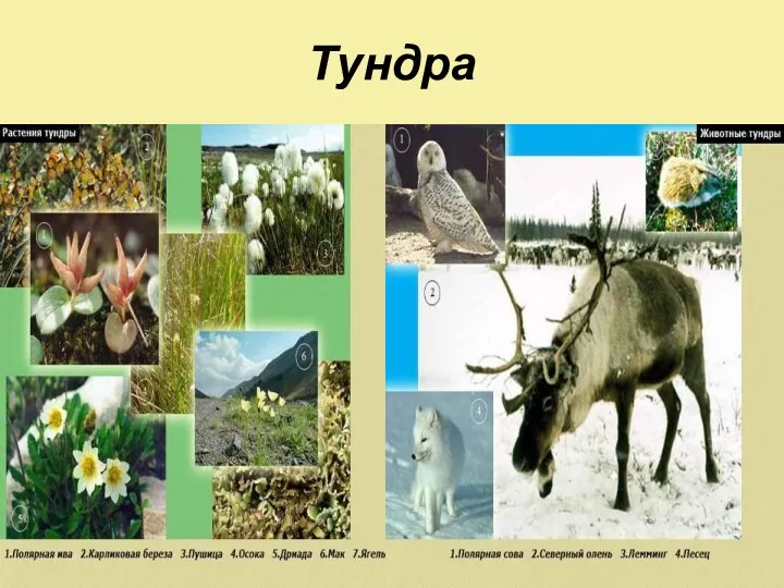 Тундра