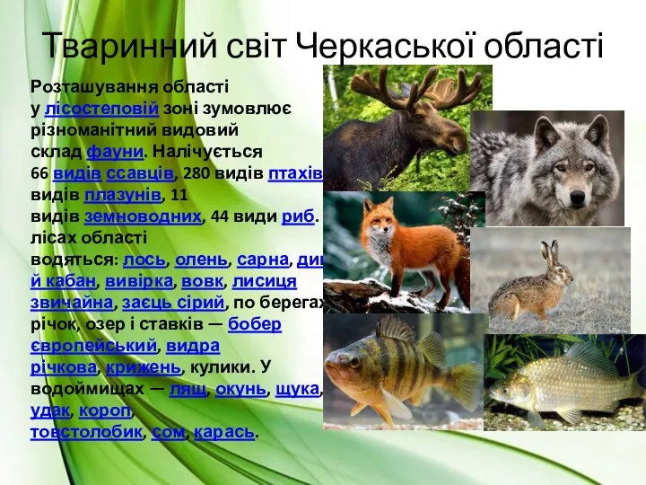 Тваринний світ Черкаської області Розташування області у лісостеповій зоні зумовлює
