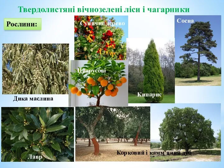 Твердолистяні вічнозелені ліси і чагарники Рослини: Кипарис Дика маслина Сосна
