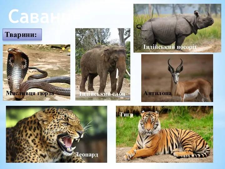 Савани Тварини: Мисливця гюрза Індійський слон Індійський носоріг Антилопа Тигр Леопард