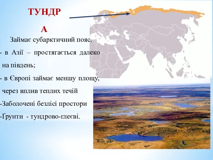 Займає субарктичний пояс. в Азії – простягається далеко на південь;