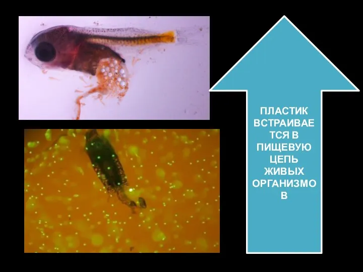 ПЛАСТИК ВСТРАИВАЕТСЯ В ПИЩЕВУЮ ЦЕПЬ ЖИВЫХ ОРГАНИЗМОВ