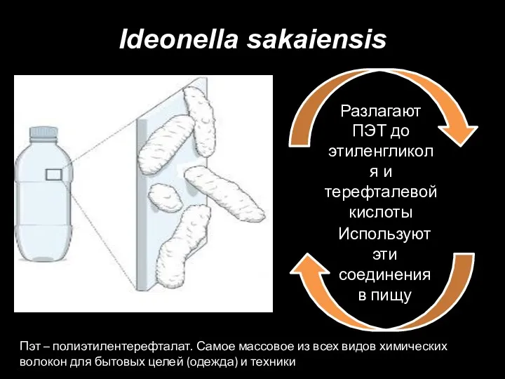 Ideonella sakaiensis Разлагают ПЭТ до этиленгликоля и терефталевой кислоты Используют