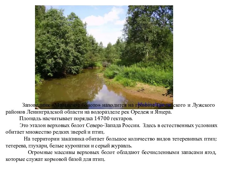 Заповедник «Мшинское болото» находится на границе Гатчинского и Лужского районов Ленинградской области на