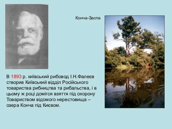 Конча-Заспа В 1893 р. київський рибовод І.Н.Фалеєв створив Київський відділ