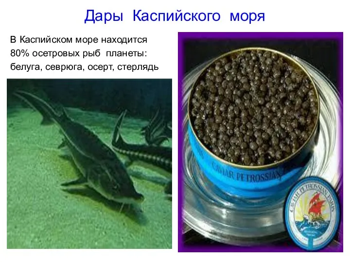 Дары Каспийского моря В Каспийском море находится 80% осетровых рыб планеты: белуга, севрюга, осерт, стерлядь
