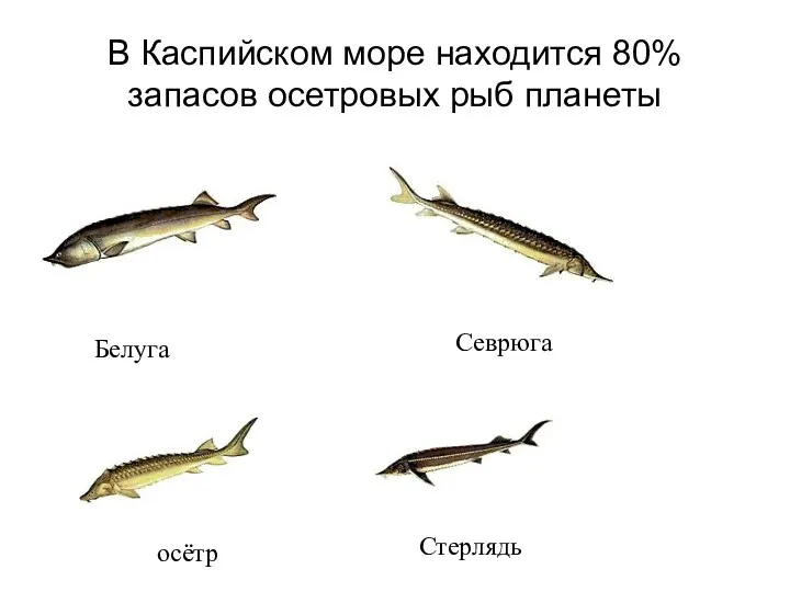 В Каспийском море находится 80% запасов осетровых рыб планеты Белуга Севрюга Стерлядь осётр