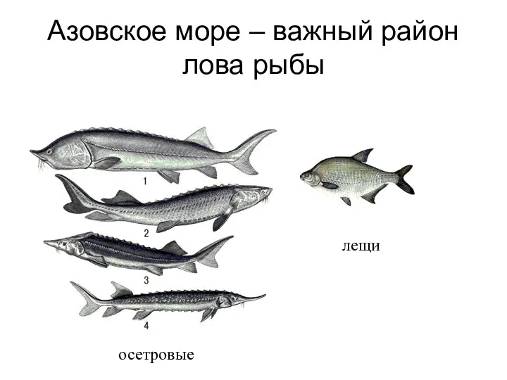 Азовское море – важный район лова рыбы осетровые лещи