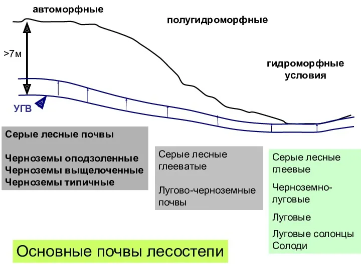 >7м УГВ автоморфные полугидроморфные гидроморфные условия Серые лесные почвы Черноземы