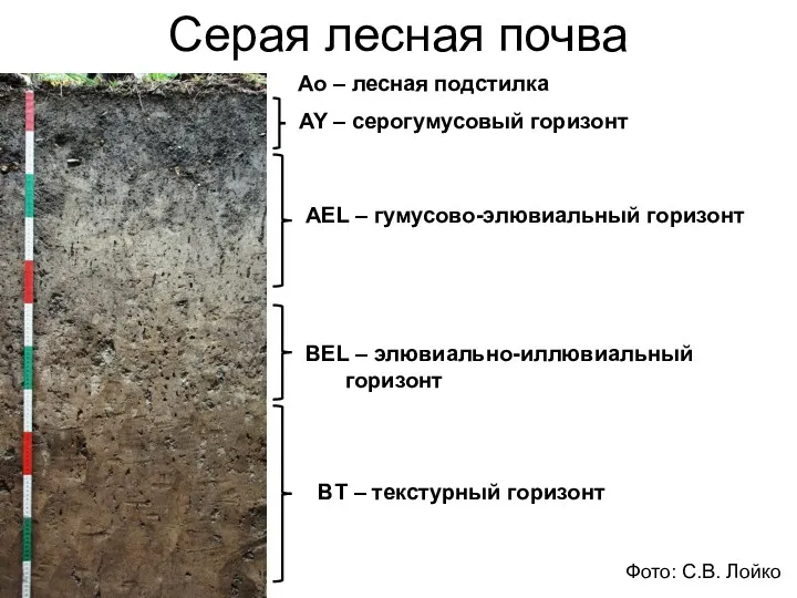 Серая лесная почва Ао – лесная подстилка AY – серогумусовый