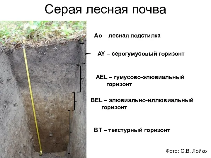 Серая лесная почва Ао – лесная подстилка AY – серогумусовый