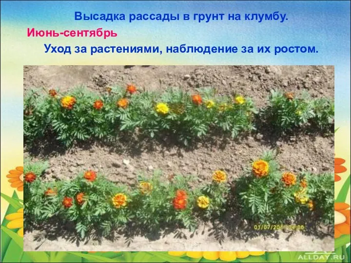 Высадка рассады в грунт на клумбу. Июнь-сентябрь Уход за растениями, наблюдение за их ростом.