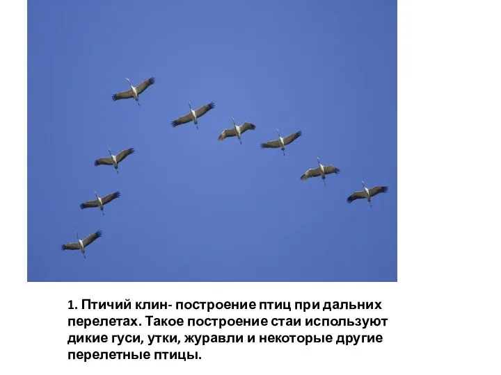 1. Птичий клин- построение птиц при дальних перелетах. Такое построение
