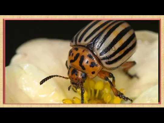 Колорадские жуки — это насекомые из семейства «Листоеды». Родиной данного